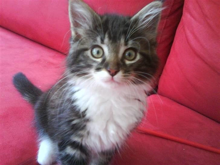 Norsk Skovkat peanut billede 1