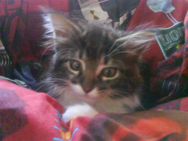 Norsk Skovkat peanut billede 2