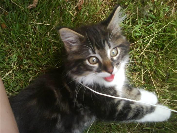 Norsk Skovkat peanut billede 3