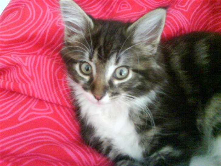 Norsk Skovkat peanut billede 4