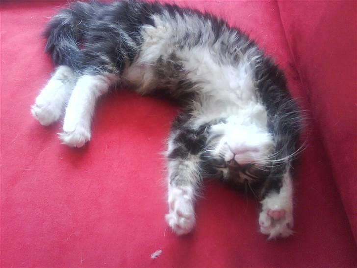 Norsk Skovkat peanut billede 5