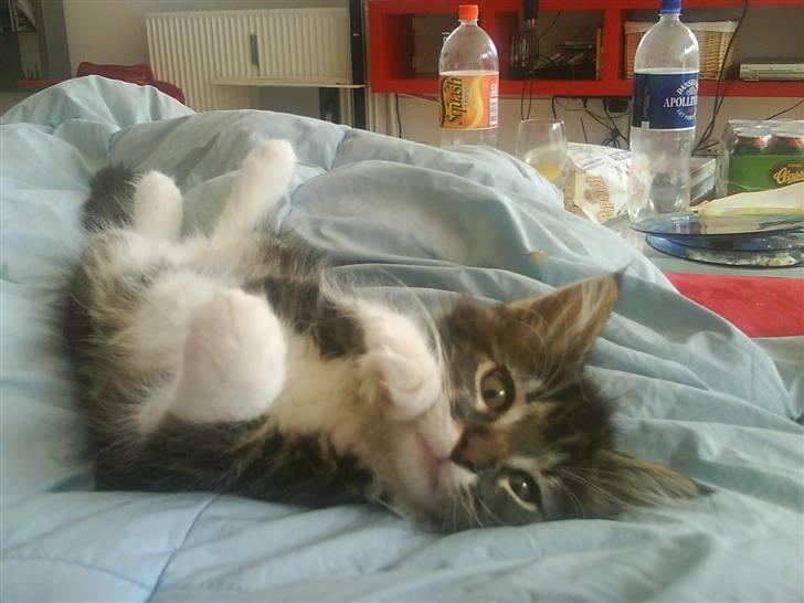 Norsk Skovkat peanut billede 6