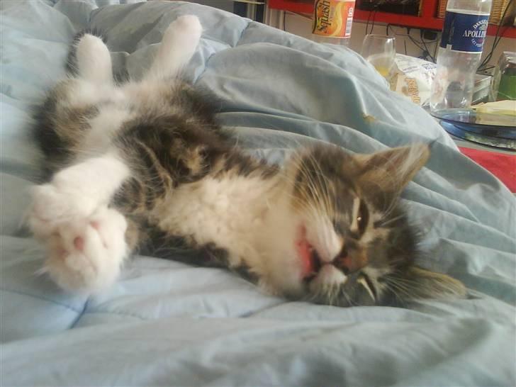 Norsk Skovkat peanut billede 7