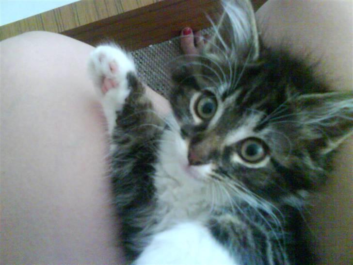 Norsk Skovkat peanut billede 8