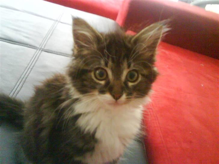 Norsk Skovkat peanut billede 9