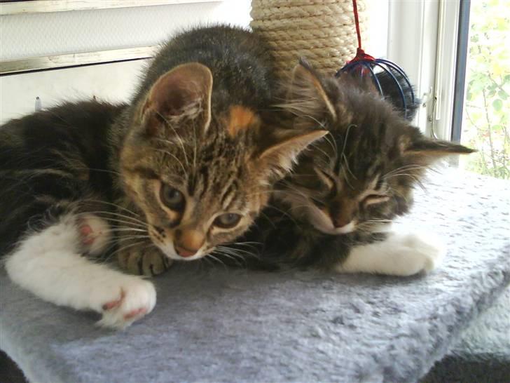 Norsk Skovkat peanut billede 10