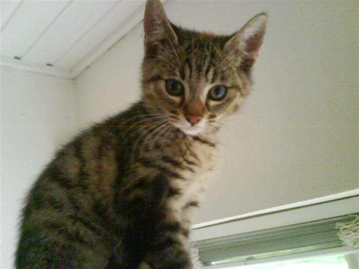 Blanding af racer spot billede 1