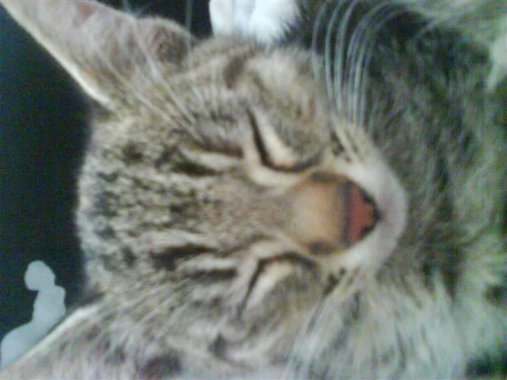 Blanding af racer spot billede 2