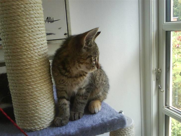 Blanding af racer spot billede 3