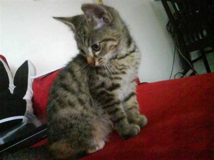 Blanding af racer spot billede 4