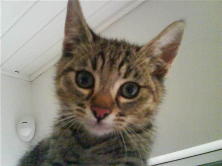 Blanding af racer spot billede 5