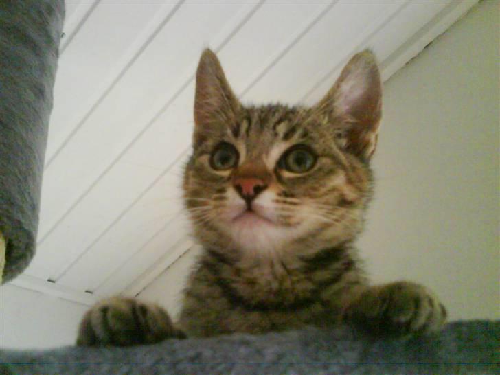 Blanding af racer spot billede 6