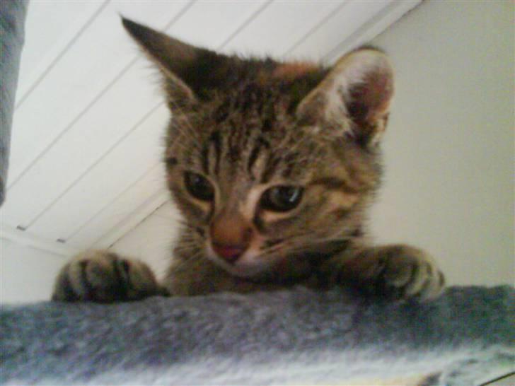 Blanding af racer spot billede 7