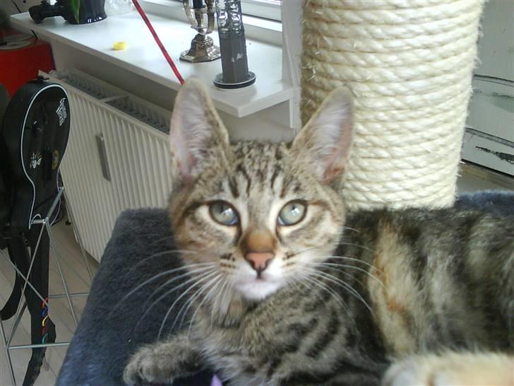 Blanding af racer spot billede 8