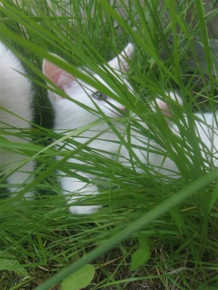 Blanding af racer Monty billede 1