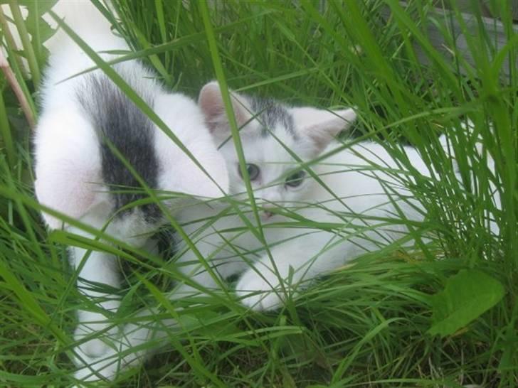 Blanding af racer Monty billede 2