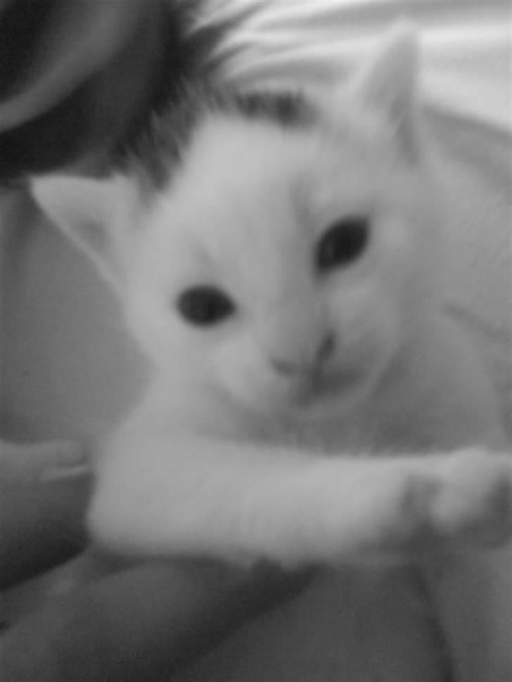 Blanding af racer Monty billede 4