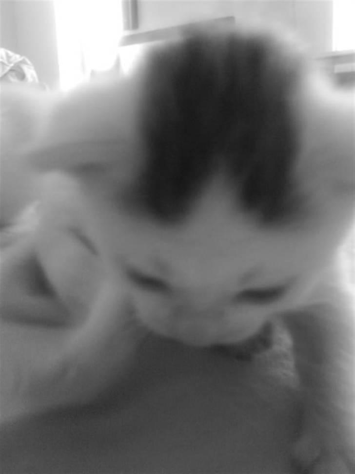 Blanding af racer Monty billede 5