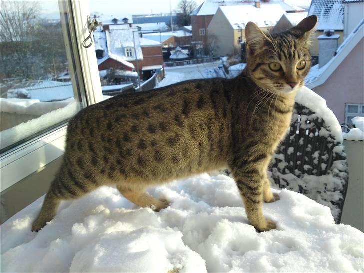 Bengal Blanding Miss MacyTILSALG billede 1