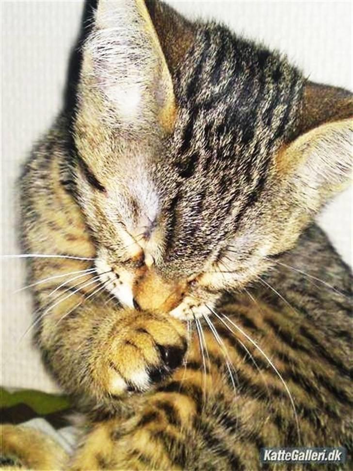 Bengal Blanding Miss MacyTILSALG billede 2