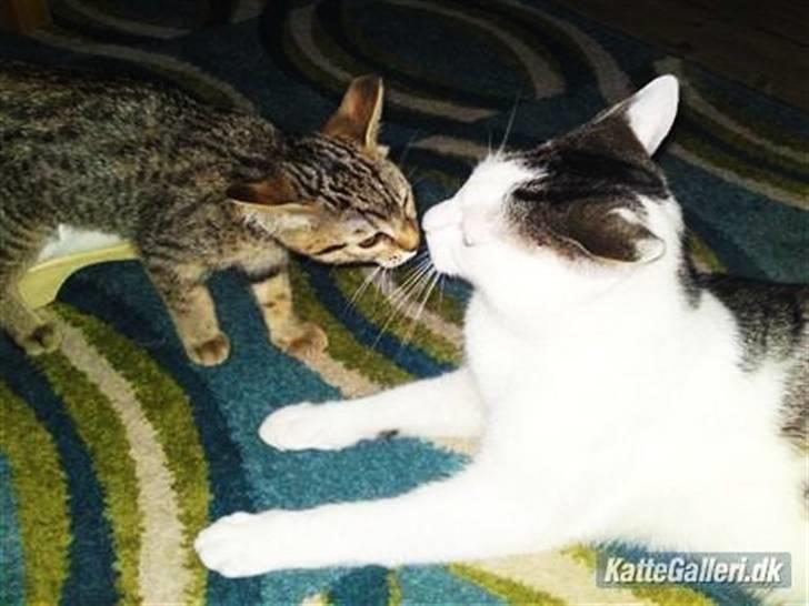 Bengal Blanding Miss MacyTILSALG billede 3