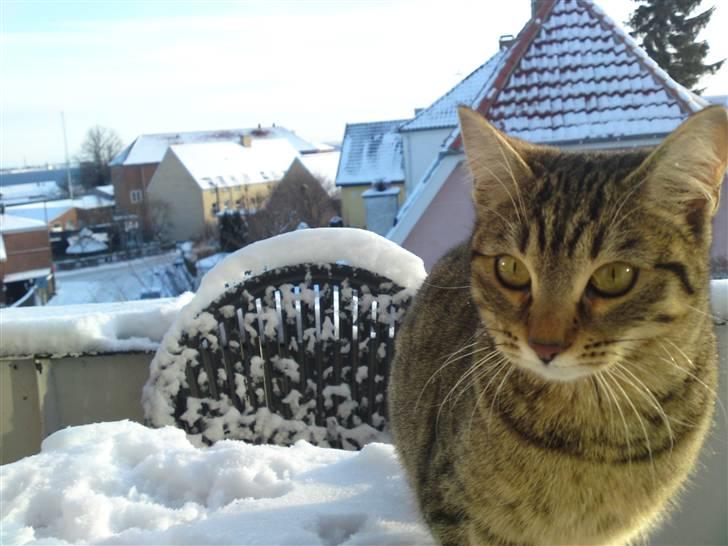 Bengal Blanding Miss MacyTILSALG billede 4