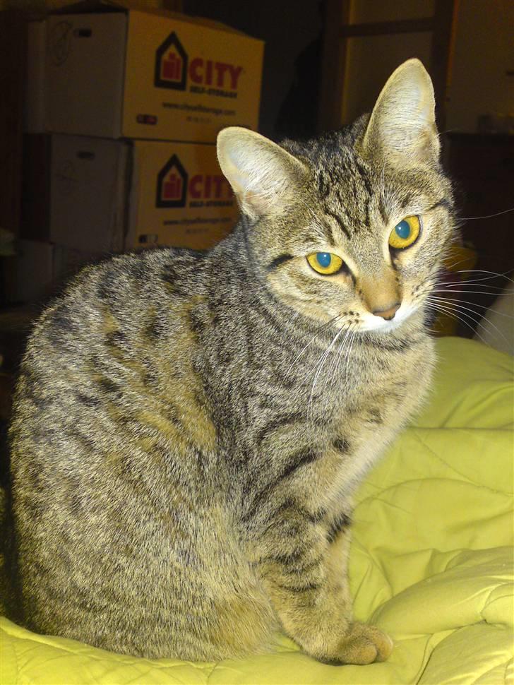 Bengal Blanding Miss MacyTILSALG billede 5