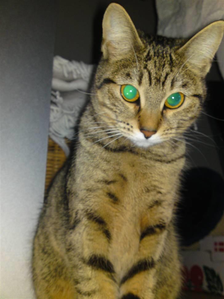 Bengal Blanding Miss MacyTILSALG billede 6