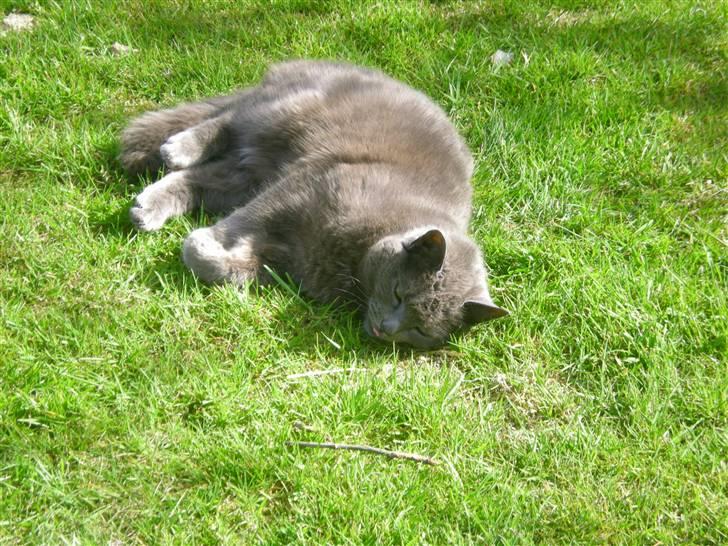 Huskat Trille billede 2