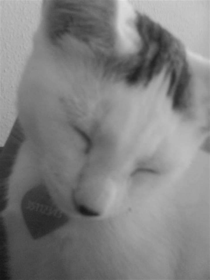 Blanding af racer Monty billede 6