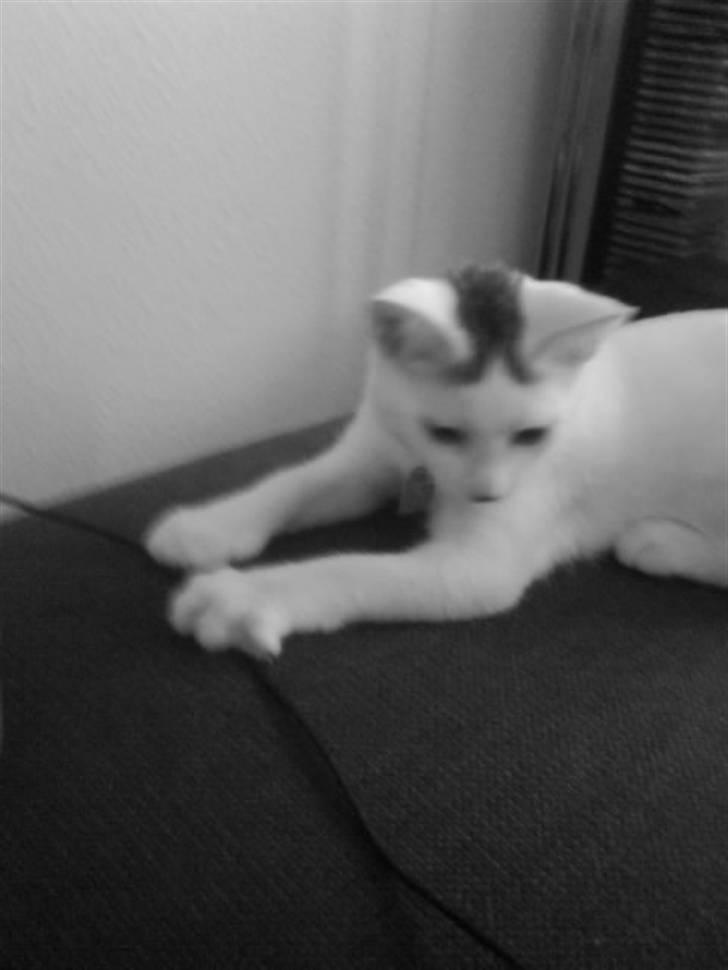 Blanding af racer Monty billede 7