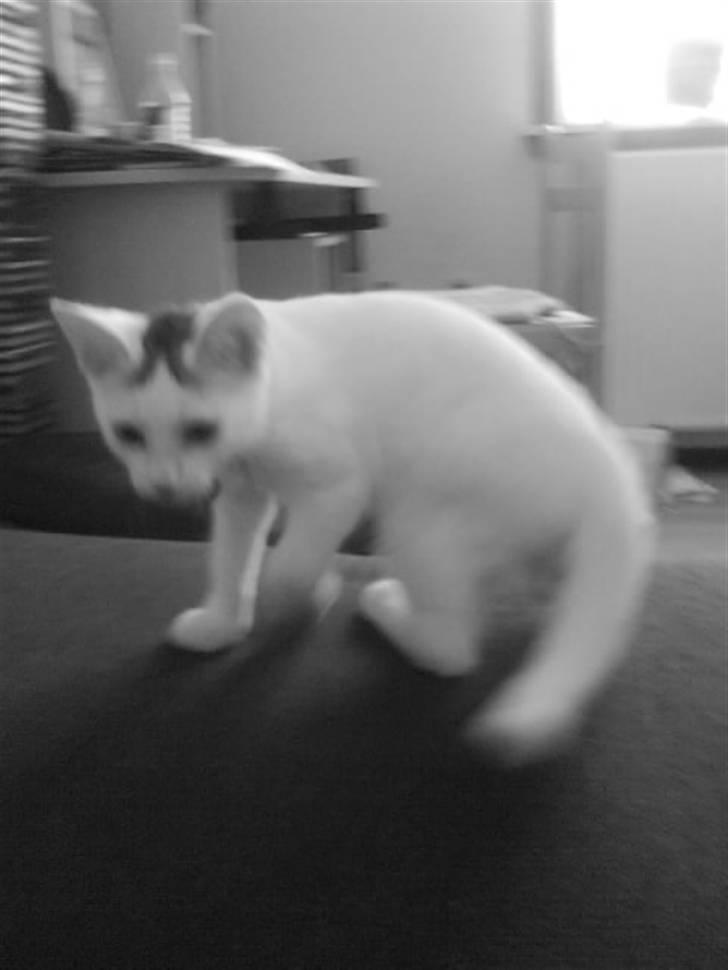 Blanding af racer Monty billede 8