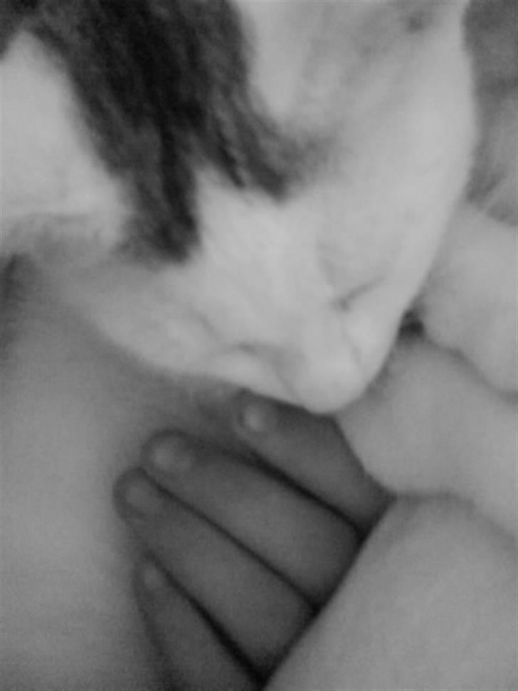 Blanding af racer Monty billede 10