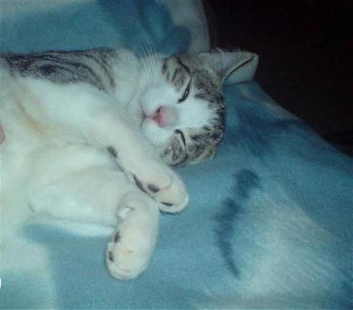 Huskat Ozzy billede 7