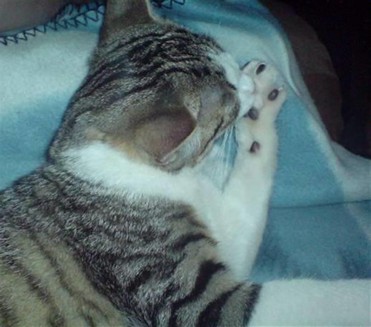 Huskat Ozzy billede 8