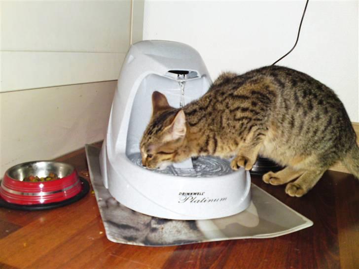 Bengal Blanding Miss MacyTILSALG billede 7