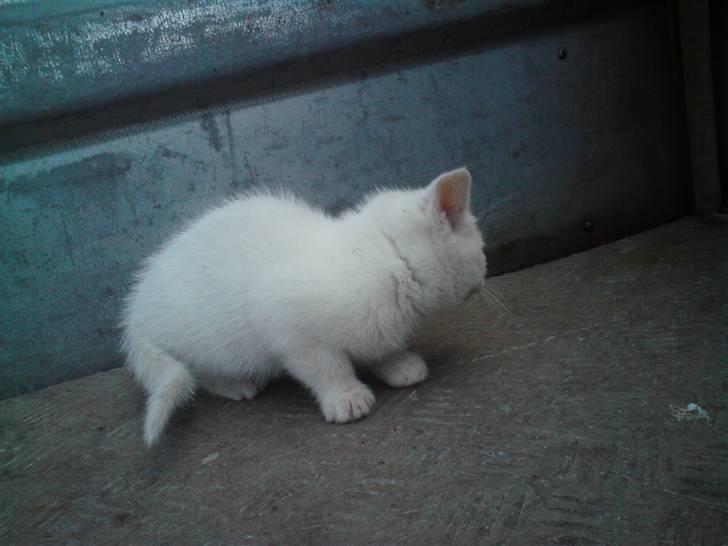 Blanding af racer Lille mis billede 1