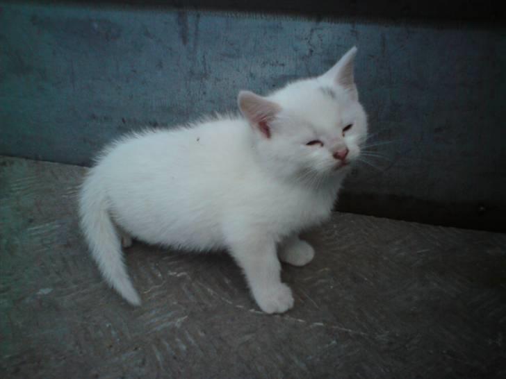 Blanding af racer Lille mis billede 2