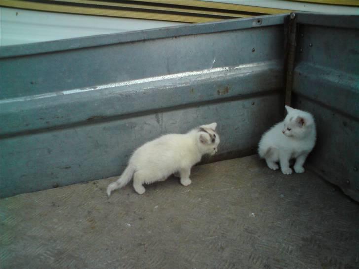 Blanding af racer Lille mis billede 3