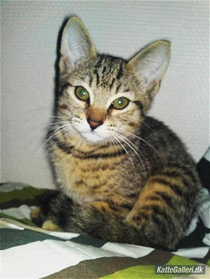 Bengal Blanding Miss MacyTILSALG billede 8