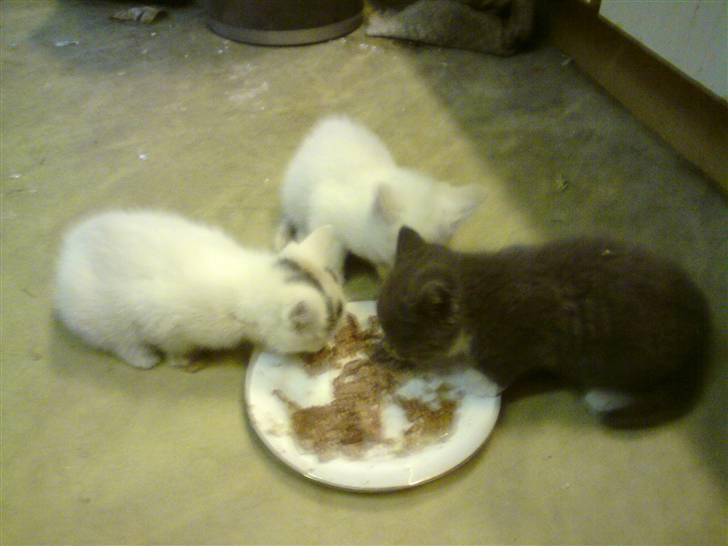 Blanding af racer Lille mis billede 5