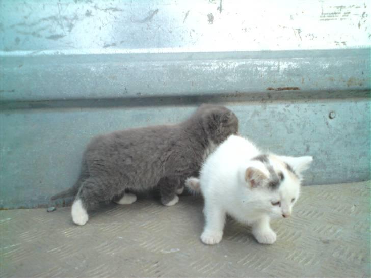 Blanding af racer Gizmo billede 1