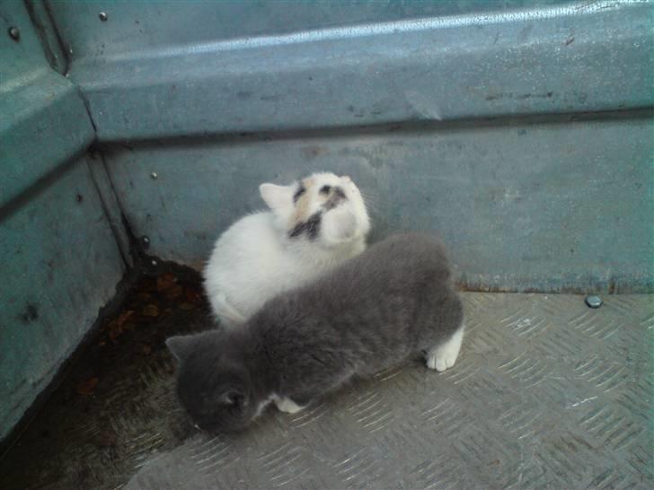 Blanding af racer Gizmo billede 2