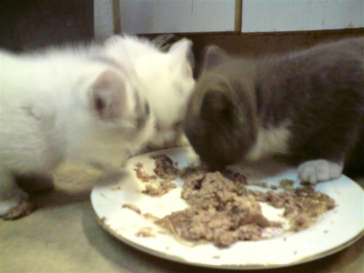 Blanding af racer Gizmo billede 3