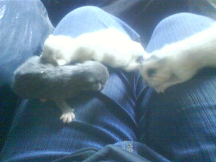 Blanding af racer Gizmo billede 4