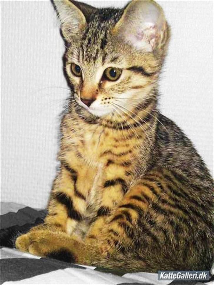 Bengal Blanding Miss MacyTILSALG billede 9