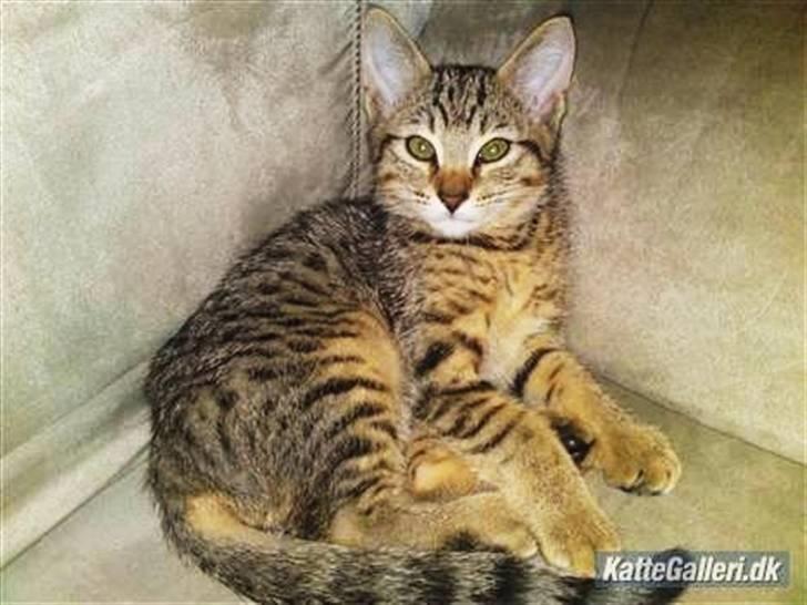 Bengal Blanding Miss MacyTILSALG billede 10