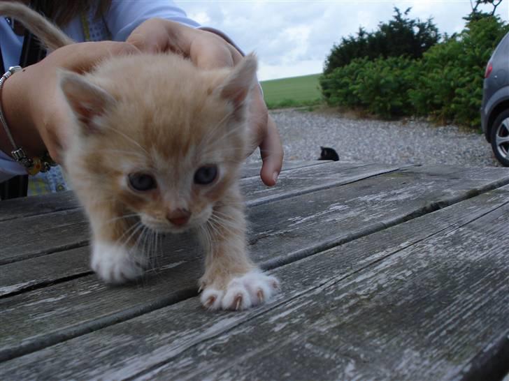 Huskat mikkel billede 5