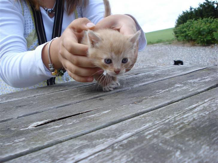 Huskat mikkel billede 6