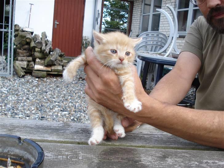 Huskat mikkel billede 7